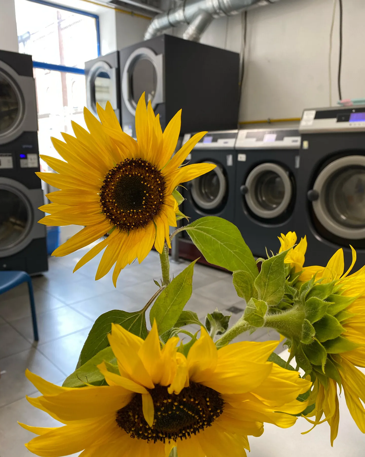 Washers at Frania Cafe and a bunch of sunflowers on the table